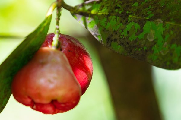 The Ayurvedic Approach to Nutrition